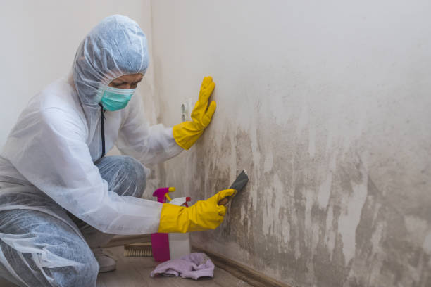 Best Commercial Mold Inspection  in Shrewsbury, PA